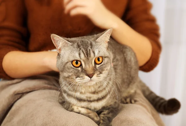 Woman holding lovely grey cat — Stock Photo, Image