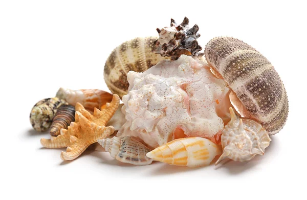 Hermosas conchas marinas de cerca —  Fotos de Stock