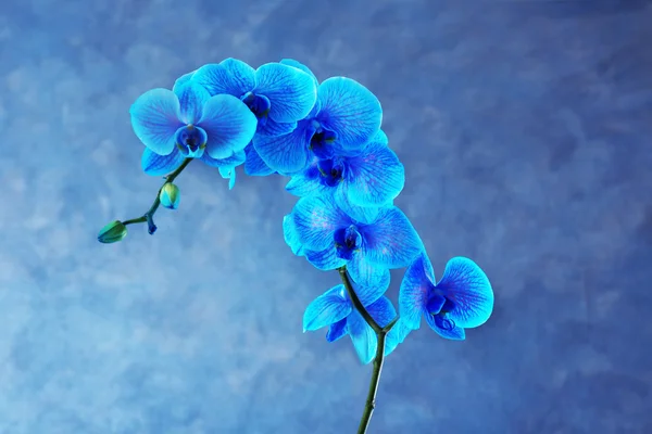 Lindas flores de orquídea azul — Fotografia de Stock