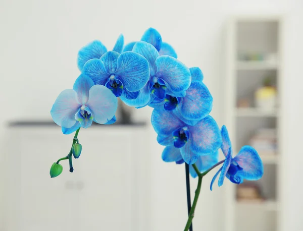 Branch of a blue orchid — Stock Photo, Image