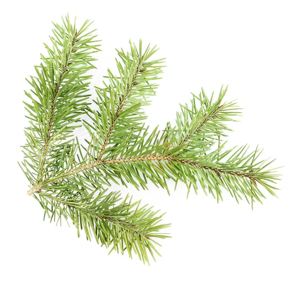 FIR tree twig — Stockfoto