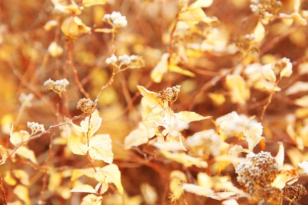 Bush donmuş, yakın çekim — Stok fotoğraf