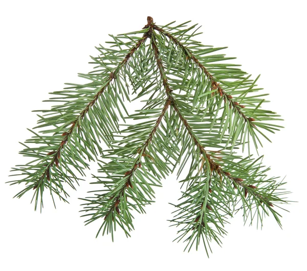 Κλάδος Fir Tree — Φωτογραφία Αρχείου