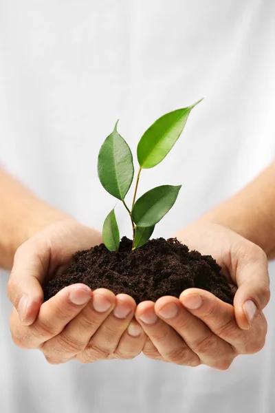 Mãos que prendem solo e planta — Fotografia de Stock