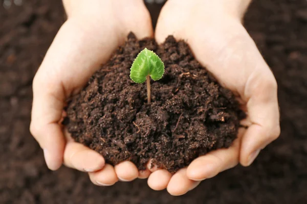 Mãos que prendem solo e planta — Fotografia de Stock