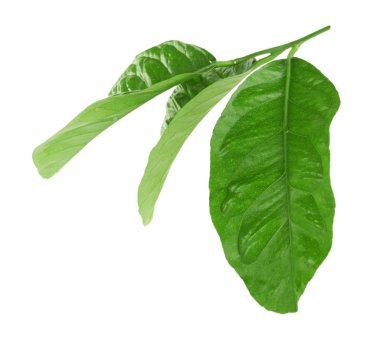 Narenciye yeşil yaprakları 