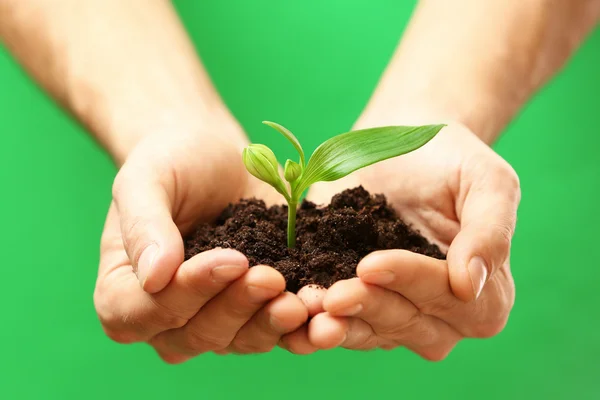 Mãos que prendem solo e planta — Fotografia de Stock