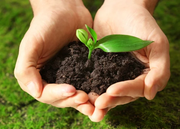 Mãos que prendem solo e planta — Fotografia de Stock