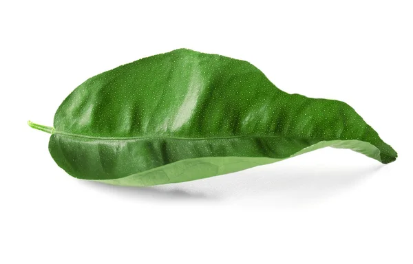 Green tea leaf — Stock Photo, Image