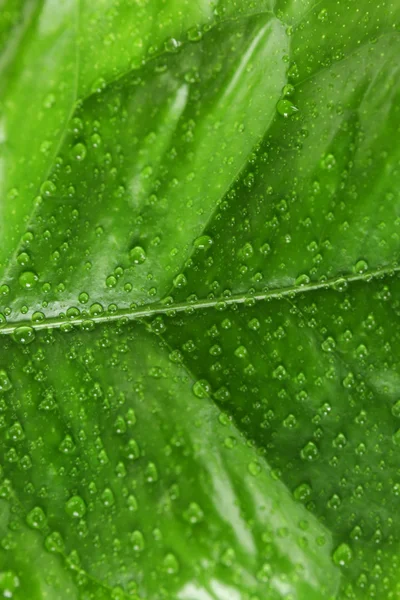 Grönt citrus blad — Stockfoto