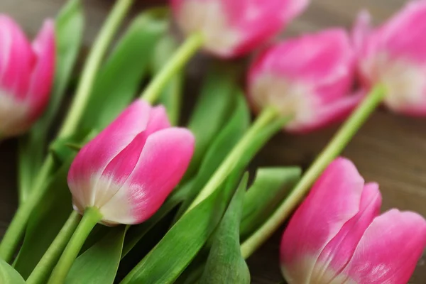 Nové růžové tulipány — Stock fotografie