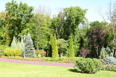 yazın güneşli bir gün parkta