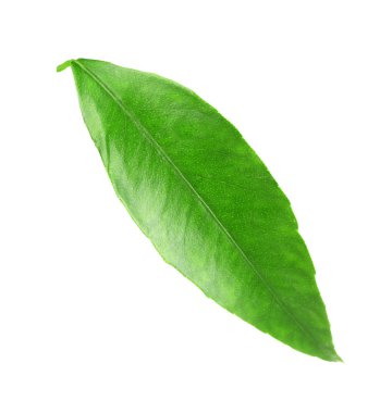 Portakal ağacı yaprak yeşil