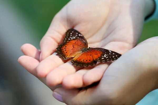 Красочная бабочка в женских руках — стоковое фото