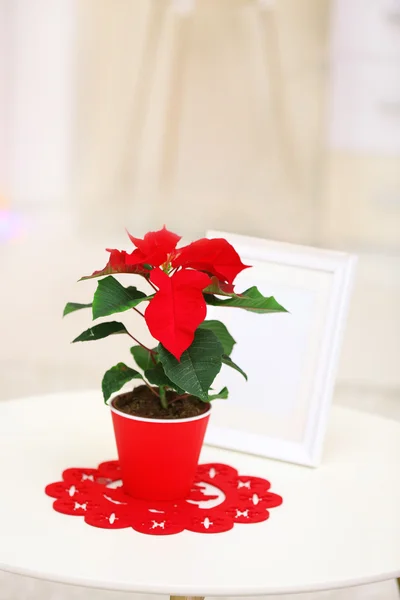 Interior de Natal e poinsettia flor — Fotografia de Stock