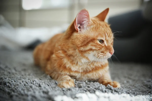 Gato rojo en el suelo — Foto de Stock