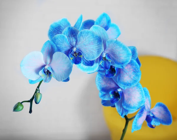 Belles fleurs d'orchidée bleue — Photo