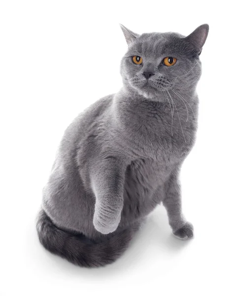 Kısa saç Gri kedi — Stok fotoğraf