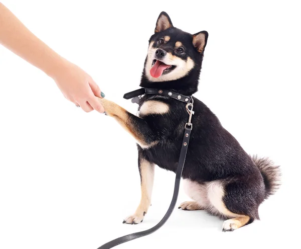 Siba inu mit Blei isoliert — Stockfoto