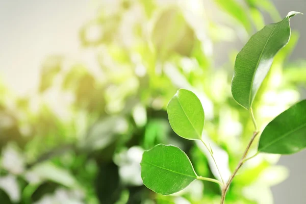 Hojas verdes de ficus — Foto de Stock