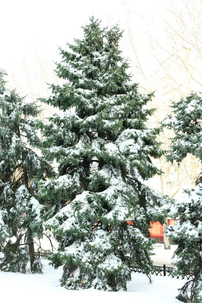 Snowy fir trees — Stock Photo, Image