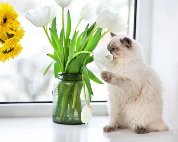 Renk-nokta kedi — Stok fotoğraf