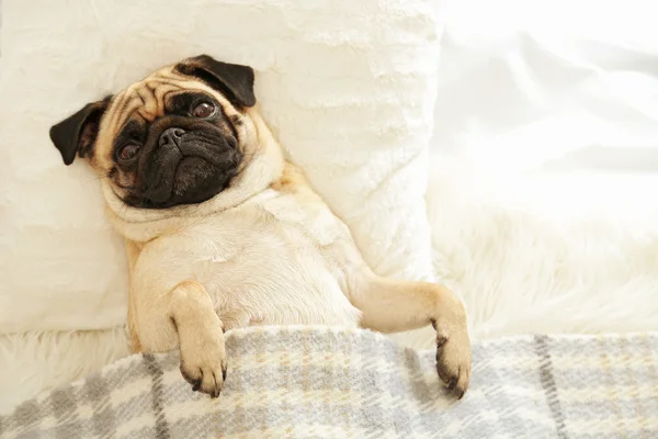 Pug dog acostado en la cama —  Fotos de Stock