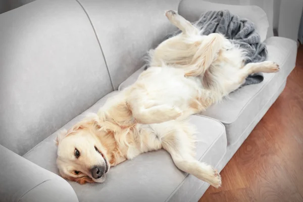 Golden retriever acostado en un sofá —  Fotos de Stock