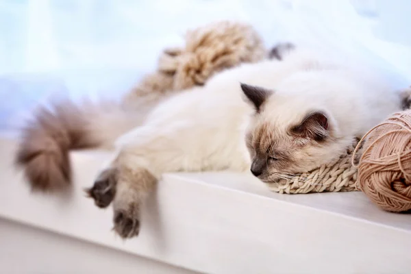 Kleur-punt kat — Stockfoto