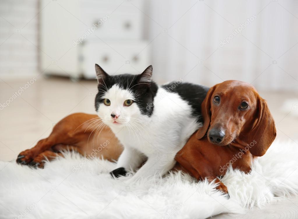 Beautiful cat and dachshund dog