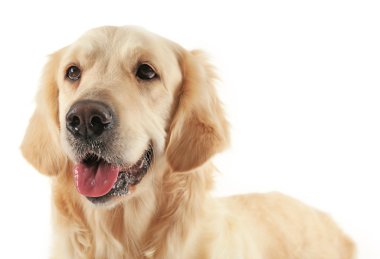 Golden retriever, izole namlu