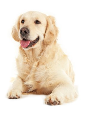 Golden Retriever izole edilmiş