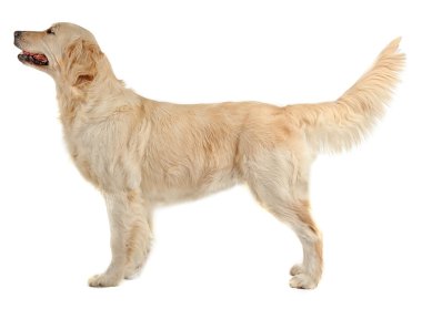 Golden retriever, üzerinde beyaz izole