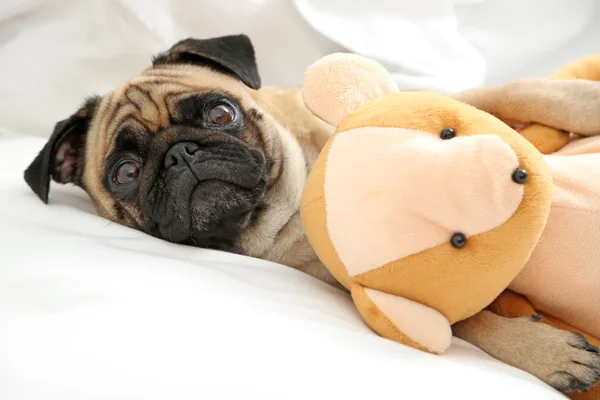 Pug perro y oso de juguete — Foto de Stock