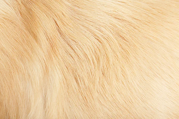 Fur of golden retriever — Stock Photo, Image