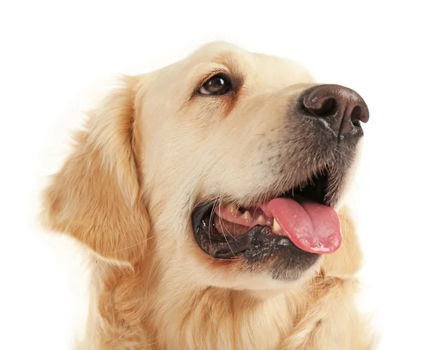 Sorrisetto di golden retriever — Foto Stock