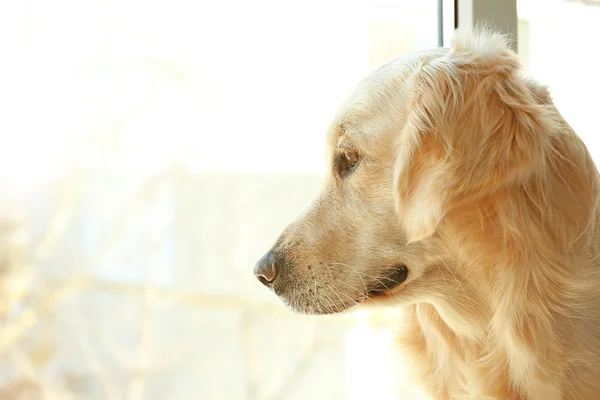 Golden retriever olhando pela janela — Fotografia de Stock
