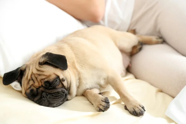 Pug dog lying — Stock Photo, Image