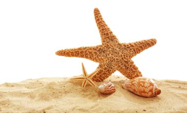 Deniz yıldızı ve kabukları kum üzerinde 