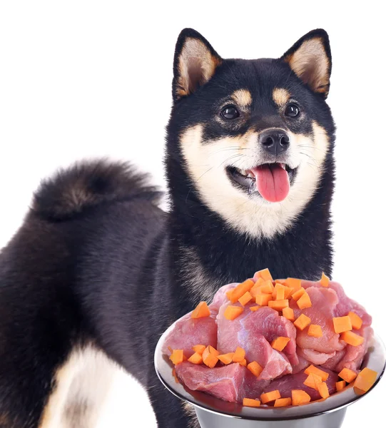 Cão com tigela de comida saborosa — Fotografia de Stock
