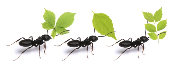 Pequenas formigas carregando folhas verdes — Fotografia de Stock