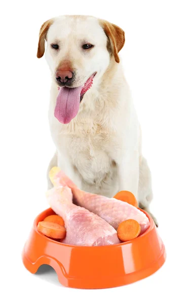 Dog with bowl of tasty food — Stock Photo, Image