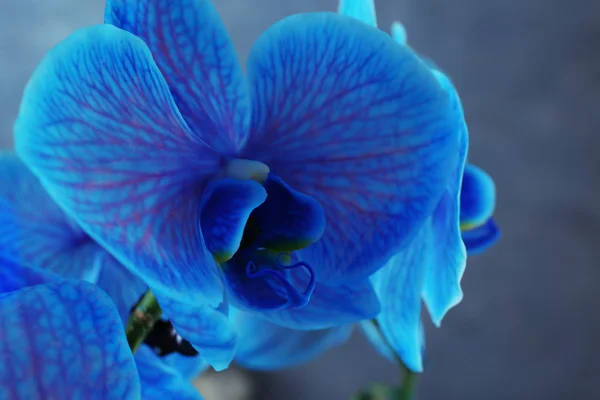 Lindas flores de orquídea azul — Fotografia de Stock