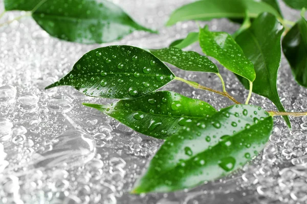 Rubber plant on wet surface — Stock Photo, Image