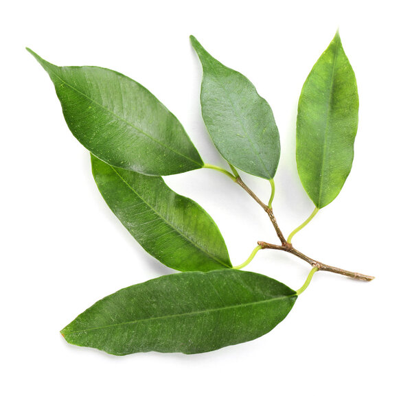 Резиновый завод на белом
