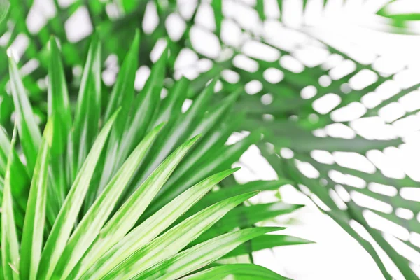 Green palm leaves — Stock Photo, Image