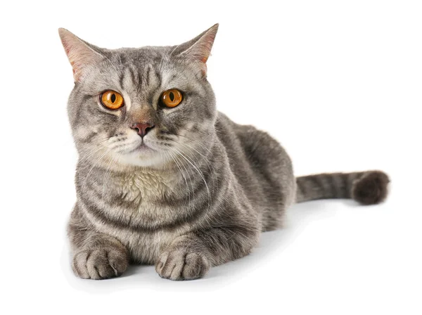 Beautiful grey cat — Stock Photo, Image