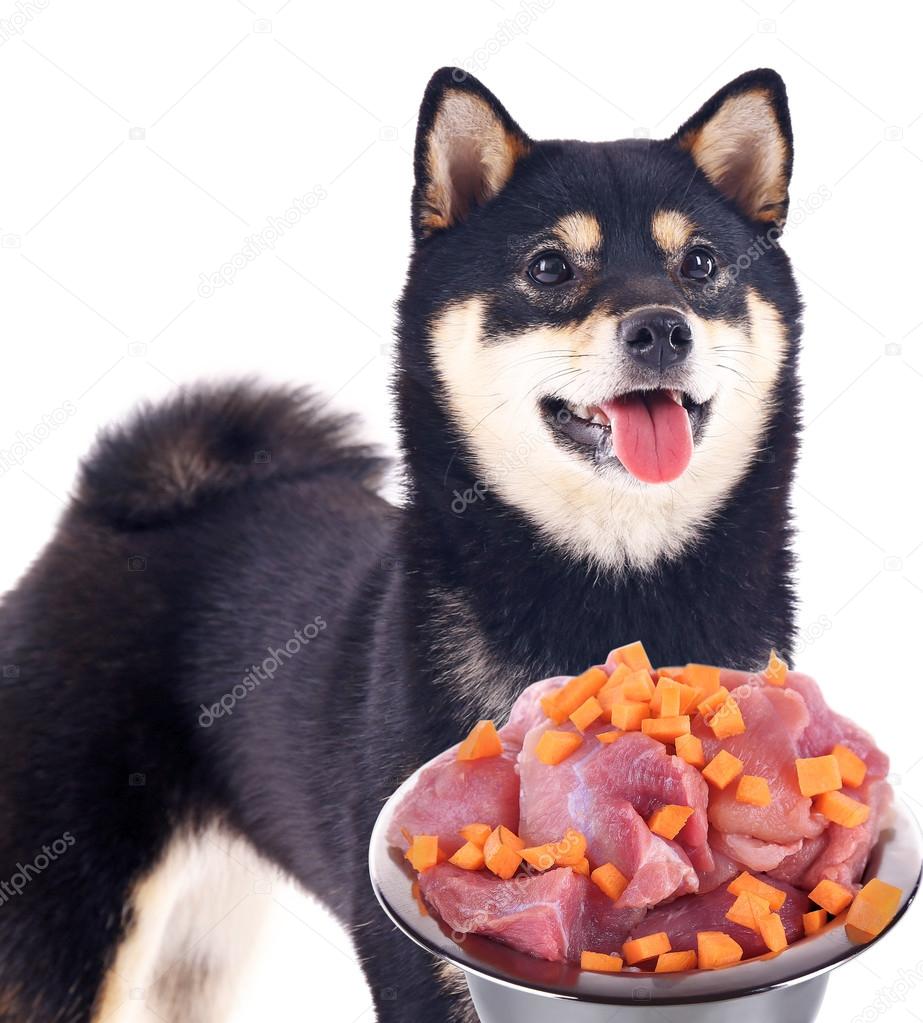 dog with bowl of tasty food