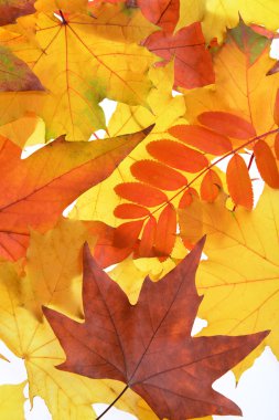 sonbahar yaprakları arka plan