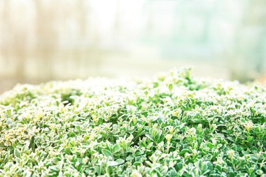 Bush donmuş, yakın çekim